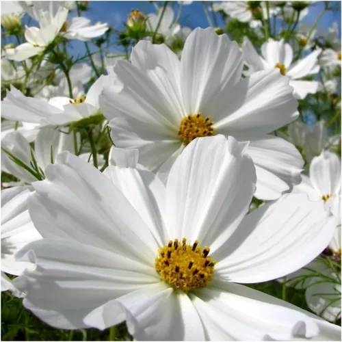 Vista 3 de Seed Needs Purity Cosmos Seeds para plantar flores anuales cortadas blancas 1 paquete