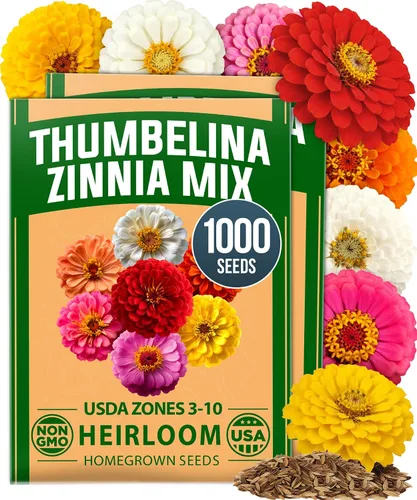 Vista 41 de HOME GROWN - Semillas de zinnia rosadas – 600 Zinnias Luminosa de 0.02 oz, semillas de flores anuales fáciles de cultivar para plantar al aire libre