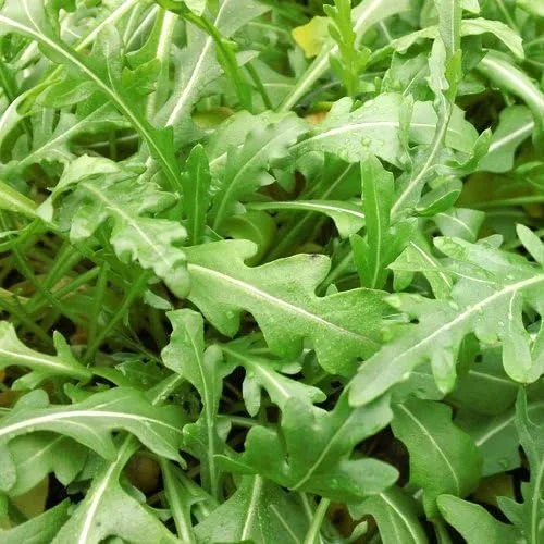 Vista 10 de Semillas de rúcula sin OMG a granel (1 lb) 165,000 semillas