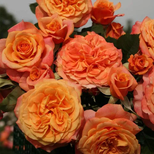 Vista 5 de Rosas Heirloom Grandiflora, planta de raíz propia viva para jardín al aire libre, Sunbelt® Crazy Love™, Moderadamente fragantes, Zonas