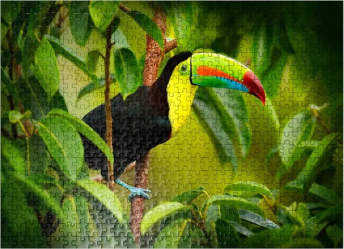Vista 7 de MyPuzzle Costa Rica Wildlife - Tucán sentado en la rama en el bosque - Rompecabezas premium de 100 piezas para adultos