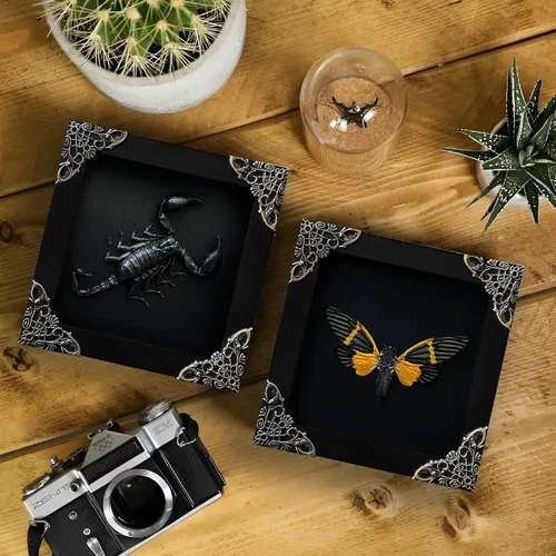 Vista 157 de 2 Real Dragonfly Specimens Shadow Box Framed Insect Display Oddities Curiosities Entomology Collection Natural History Wall Decor Gift for Nature