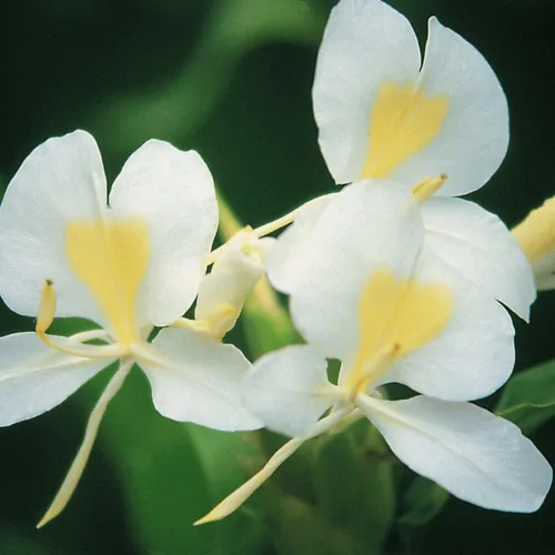 Vista 5 de Rizomas de plantas de jengibre blanco hawaiano 4 paquetes