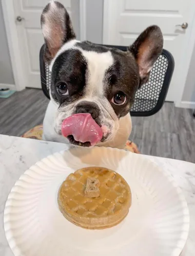 Vista 4 de BUDDY BUDDER Panqueques de cumpleaños de Bash Pooch - Regalo divertido, brunch con tu cachorro, o apilarlos para cumpleaños de perro con vela, 100%