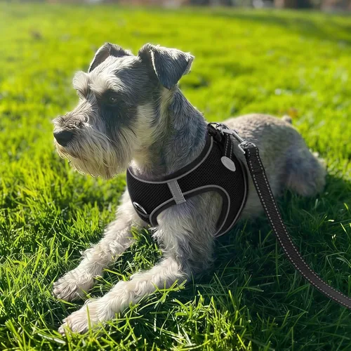 Vista 2 de Joytale Arnés para Perros Pequeños, Chaleco de Malla Transpirable Step-in, Arneses Acolchados Suaves Reflectantes para Gatos y Perros Cachorros