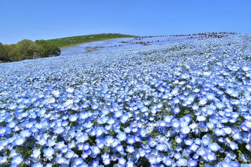 Vista 6 de TomorrowSeeds - Semillas Baby Blue Eyes - Más de 6000 unidades - para plantar Nemophila Menziesii 2026, flor azul cielo, cubierta de suelo japonesa
