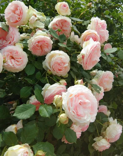 Vista 3 de Más de 50 semillas de flores de rosas mixtas flores perennes plantas jardín