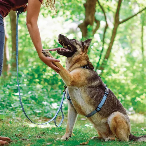 Vista 5 de Blue-9 Arnés de balanceo con hebilla reflectante, ajustable sin tirones con costura reflectante 3M, ideal para entrenamiento y obediencia de perros