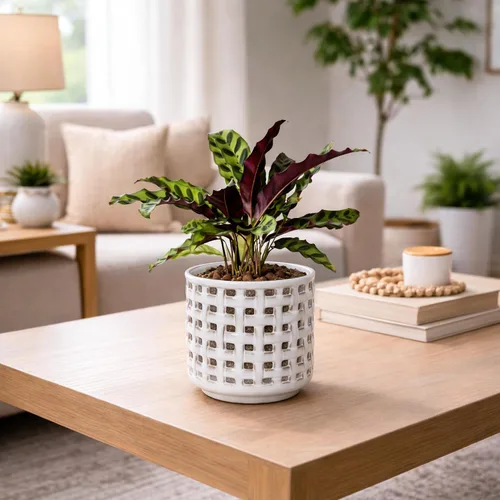 Vista 5 de D'vine Dev Orchid Pot, Clear Pot & Saucer, Smoked White, 6.7 in, 28-A-Y-1 Blanco ahumado