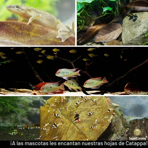 Vista 2 de SunGrow Catappa Hojas de almendra india, 8 pulgadas, para camarones de agua dulce y peces tropicales