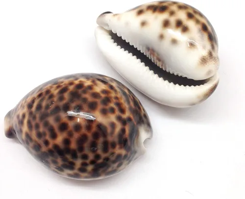Vista 8 de PEPPERLONELY 5 conchas marinas de tigre cowrie pulidas, 2-1/2 pulgadas ~ 3-1/4 pulgadas