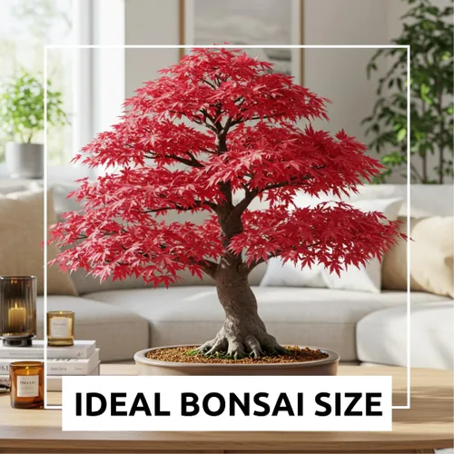 Vista 4 de Semillas de árbol de bonsái, arce rojo japonés, más de 20 semillas, muy apreciadas para bonsái, semillas de arce japonés (ACER palmatum) 20+semillas