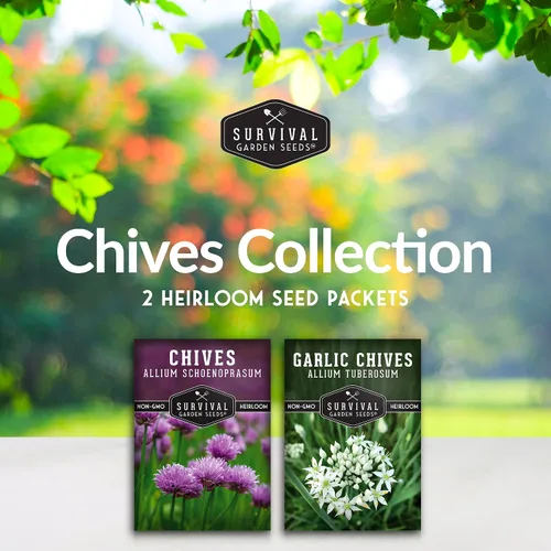 Vista 2 de Colección de semillas de cebollino – Semillas de cebollino común y ajo para plantar – 2 paquetes de variedades de hierbas de polinización abierta