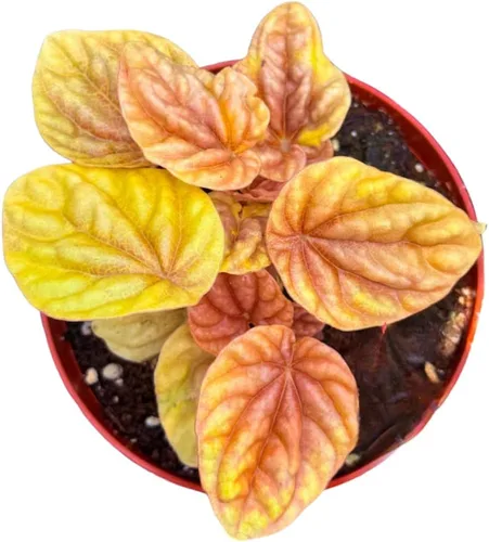 Vista 12 de Peperomia Ecuador Live Plant - Pet-Safe Indoor Decor