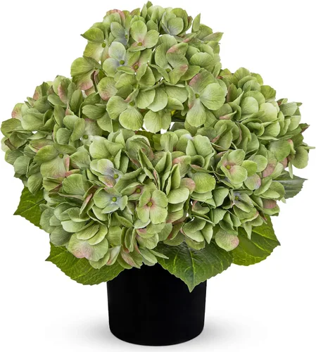 Vista 23 de Hollyone Flores artificiales de hortensias azules en maceta, flores grandes de seda de tres cabezas, arreglos florales falsos para interiores