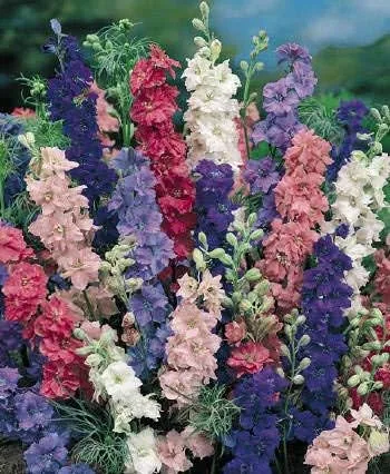 Vista 8 de Cohete a granel sin OMG Larkspur 'Giant Imperial Mix' Consolida ambigua (1 lb)