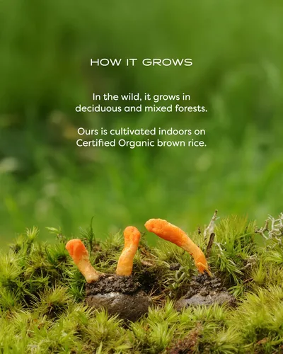 Vista 9 de Mezcla Cordyceps de bienestar de hongos con cápsulas Reishi: cápsulas orgánicas de hongos, suplemento en polvo de hongos, apoya el sistema