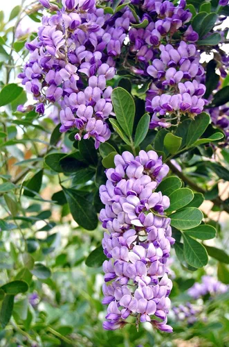 Vista 2 de Texas-Mountain-Laurel, exótica Sophora secundiflora semilla de frijol mescal rara 15 semillas