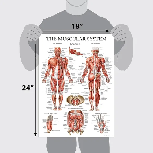 Vista 4 de Palace Learning Póster anatómico del sistema muscular, laminado, tabla de anatomía muscular, doble cara (18 x 24 pulgadas)