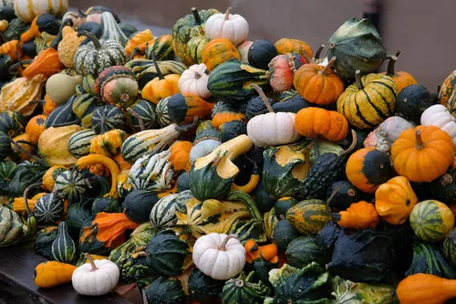Vista 5 de Semillas ornamentales de mezcla de calabaza gigante, vegetales tradicionales para plantar 10 semillas decorativas únicas sin OMG