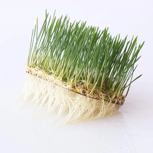 Vista 5 de Kit de cultivo de microgreens hidropónicos de acero inoxidable, kit hidropónico infinitamente reutilizable para semillas microverdes y semillas