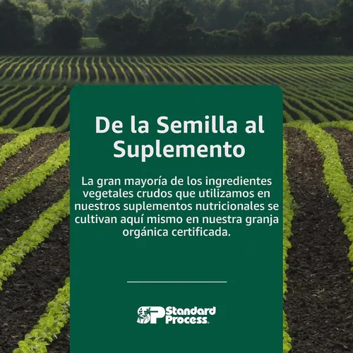Vista 7 de Proceso estándar español rábano negro, hígado y vesícula biliar, 30