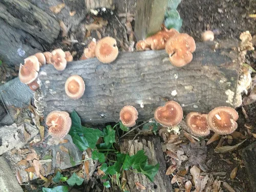 Vista 3 de Shiitake Mushroom Fatboy Log 25" Enjoy Edible Amazing Hongos Cultiva el tuyo
