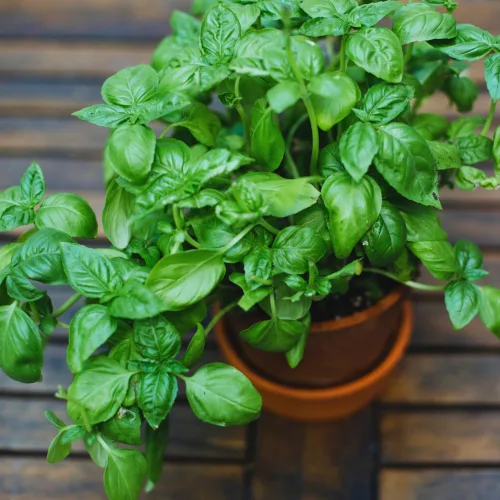 Vista 6 de 4 plantas de albahaca, plantas de albahaca dulce vivas para interiores, plantas de hierbas vivas, de 4 a 6 pulgadas