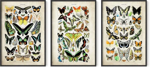 Vista 58 de HAUS AND HUES Juego de 3 pósteres vintage de mariposa, arte de pared, impresiones botánicas para estética de habitación, imágenes