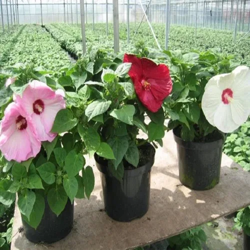 Vista 5 de CHUXAY GARDEN Mezcla Luna Hibiscus-Moscheutos Resistente Rojo Rosa Blanco Dulce Cena Planta Hibiscus 25 Semillas Flor Perenne Heirloom Al Por Mayor