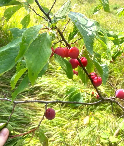 Vista 6 de TomorrowSeeds - Semillas de ciruelo americano - Más de 10 unidades - para plantar Prunus Americana Ciruelas silvestres Rojo Dulce Nativo Forrajeo