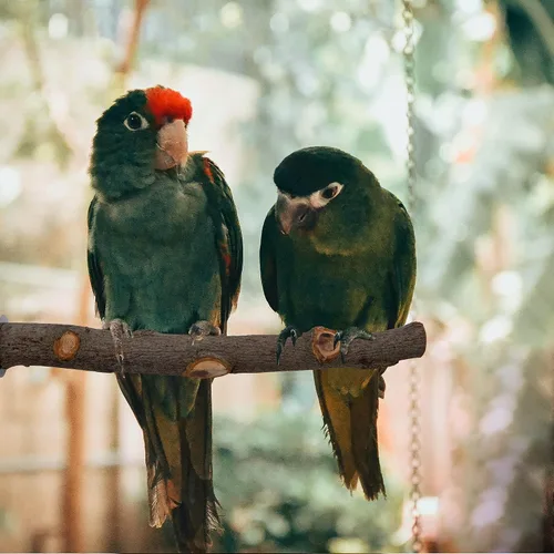 Vista 6 de EBaokuup 5 perchas para pájaros de madera natural para loro, soporte de madera para loros, ramas, jaula, accesorios para pájaros pequeños