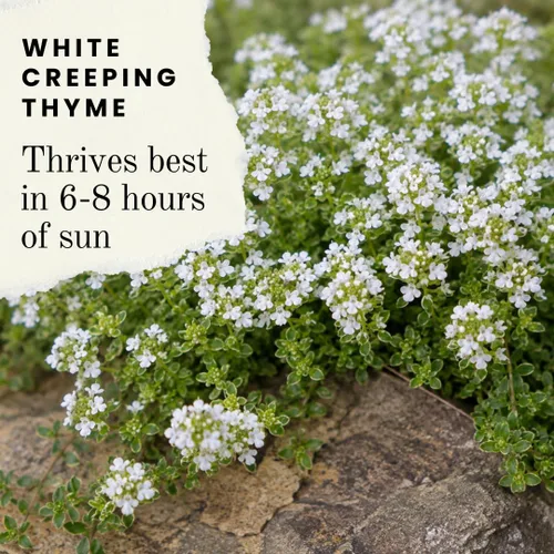 Vista 2 de White Alyssum - Semillas de trébol para plantar, cubierta de suelo rastrero, alfombra de nieve, tomillo blanco - Lobularia maritima (100 semillas)