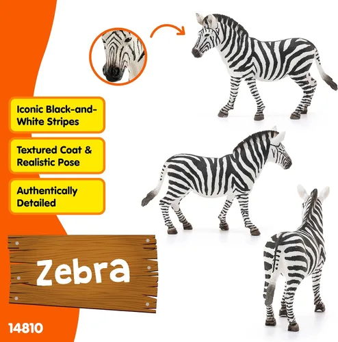 Vista 2 de Schleich Wild Life - Figura de cebra femenina realista – Juguete auténtico y altamente detallado de animales salvajes, duradero para la educación