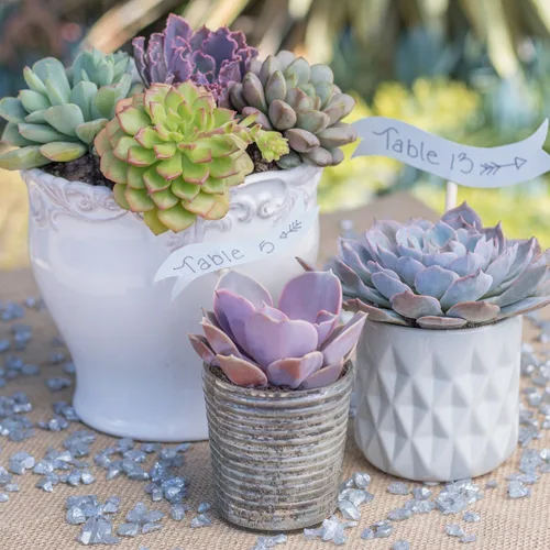 Vista 4 de Altman Plants, Echeveria Suculents - Plantas vivas (12 unidades), plantas suculentas vivas, plantas de interior vivas, plantas suculentas, plantas