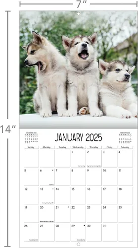 Vista 6 de Turner - Mini calendario fotográfico de pared de cachorros juguetones (25998950017)