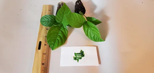 Vista 4 de 2-Live Passiflora quadrangularis 'Giant Grandilla' Plantas de inicio (no se puede enviar a:AZ, AK, HI, OR, PR)
