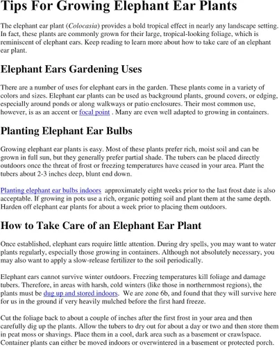 Vista 3 de Orejas de elefante de Jack's Giant en recipientes de 4 pulgadas (3 macetas de plantas)