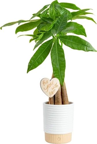 Vista 11 de Costa Farms Árbol del Dinero Planta Viva en Maceta Decorativa, Purificadora de Aire para Interiores, Perfecta para Decoración de Hogar, Habitación u
