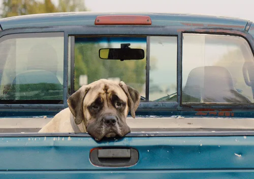 Vista 4 de A Dog's Journey / A Dog's Purpose 2-Movie Collection [DVD]