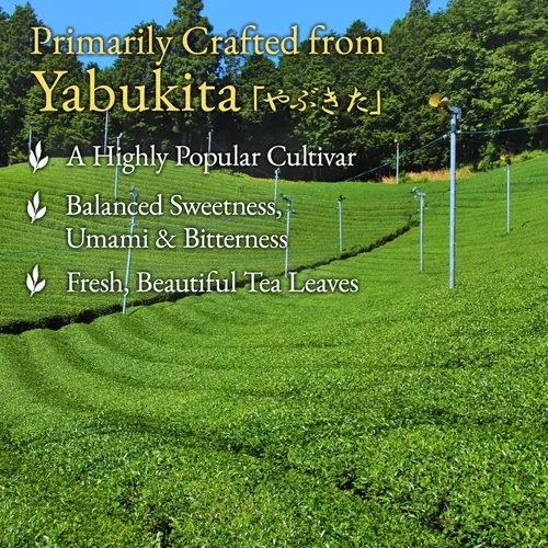Vista 4 de YAMASAN KYOTO UJI Té verde sencha japonés, 100% hoja suelta de primera cosecha, color brillante, aroma refrescante, sabor bien equilibrado y limpio