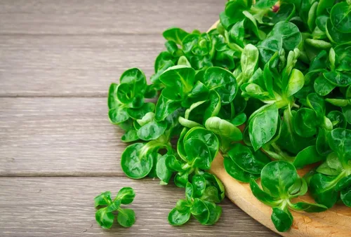 Vista 5 de Semillas CornSalad Cordero Lechuga de Cordero Vegetal de la reliquia para plantar sin OMG