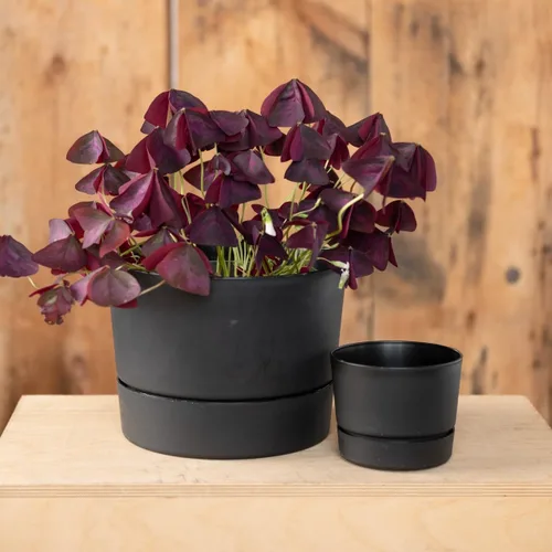 Vista 3 de Root & Vessel Majestic Mid-Century Modern - Maceta cilíndrica de perfil bajo, color negro mate, 4.5 pulgadas