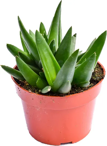 Vista 5 de Planta suculenta de aloe vivo, suculenta de aloe grande de 4 pulgadas completamente enraizada (Aloe Aristata)