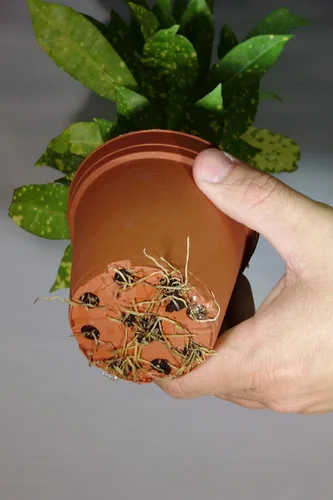 Vista 3 de Soil Moist Alfombrillas de riego para plantas en macetas de interior y exterior, 2