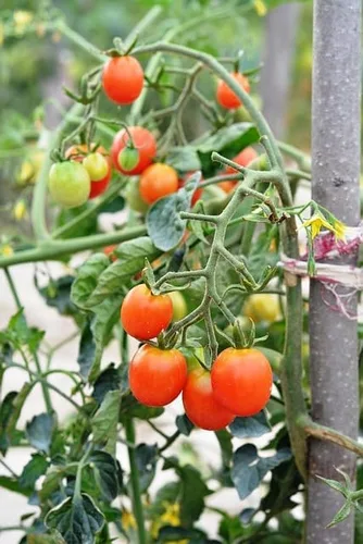 Vista 6 de Tiny Tim Semillas de tomate para plantar, más de 400 tomates cherry, reliquia sin OMG, perfectas para contenedores, patios y cultivo