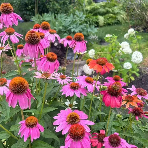 Vista 5 de 100 semillas de equinácea morada – Semillas de flores de equinácea rosa para plantar, variedad de reliquia sin OMG para jardines de flores silvestres