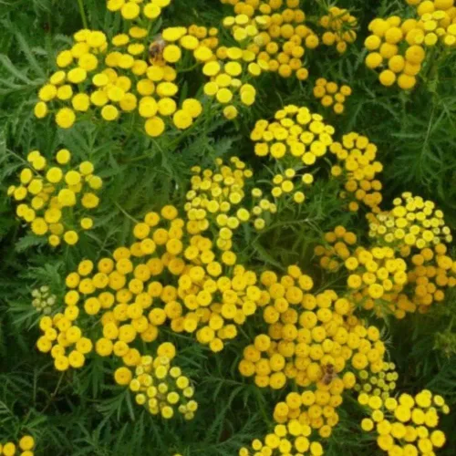 Vista 3 de Semillas de tanaceto (Tanacetum vulgare) Paquete de 20 Semillas
