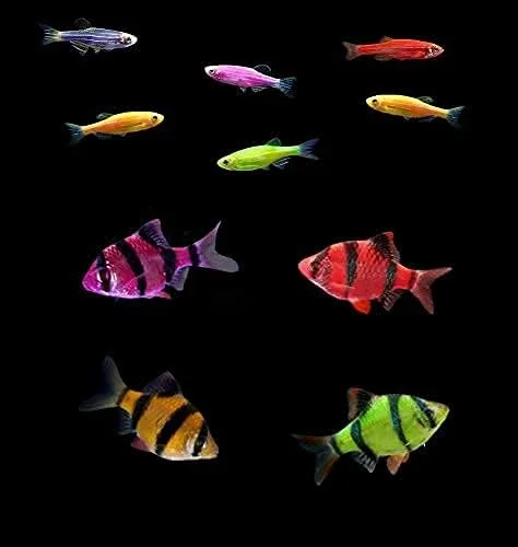 Vista 5 de Colecciones de peces vivos GloFish (10G Active)