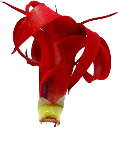 Vista 3 de ragnaroc Plantas de aire – Tillandsia Xerographica Pup teñido, grande 2-4 pulgadas (Jule Red) – 1ct – Llegada viva garantizada – Plantas